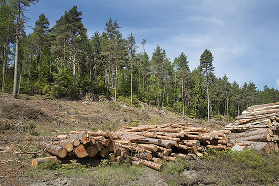 Metsähakkuu kangasmetsässä. Kuva Riku Lumiaro.